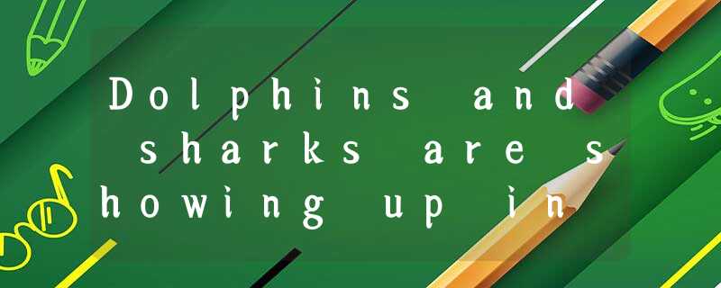 Dolphins and sharks are showing up in surprisingly shallow water just off the Fl Dolphins and sharks are showing up in surprisingly shallow water just off the Fl