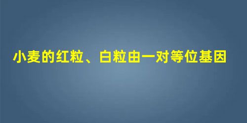 小麦的红粒、白粒由一对等位基因控制,有芒、无芒由另一对等位基因控制,这两对基因分别位于两对同源染色体上。现有一株“红粒有芒”小麦,经自花授粉后获得320颗 小麦的红粒、白粒由一对等位基因控制,有芒、无芒由另一对等位基因控制,这两对基因分别位于两对同源染色体上。现有一株“红粒有芒”小麦,经自花授粉后获得320颗