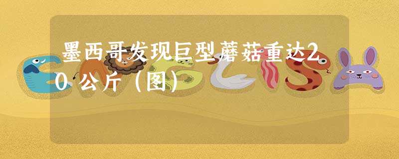 墨西哥发现巨型蘑菇重达20公斤(图) 墨西哥发现巨型蘑菇重达20公斤(图)