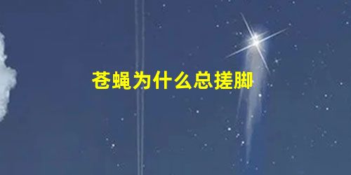 苍蝇为什么总搓脚 苍蝇为什么总搓脚