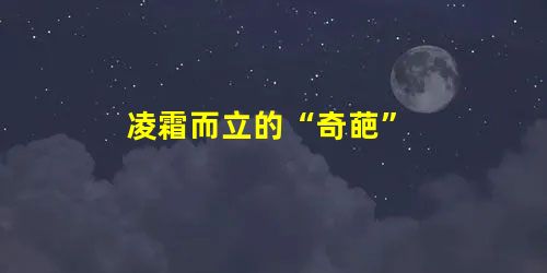 凌霜而立的“奇葩” 凌霜而立的“奇葩”