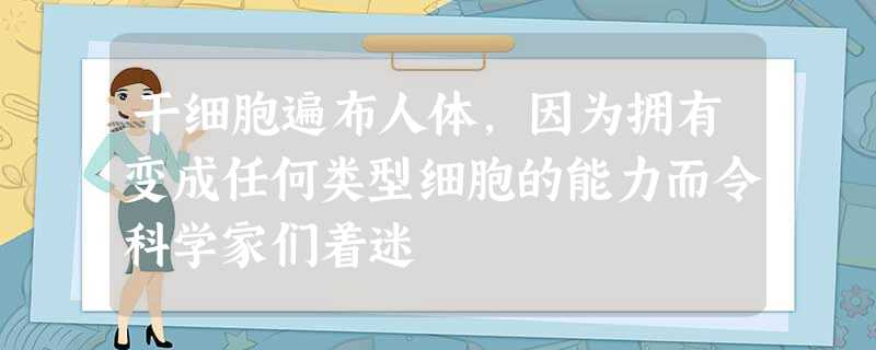 干细胞遍布人体,因为拥有变成任何类型细胞的能力而令科学家们着迷 干细胞遍布人体,因为拥有变成任何类型细胞的能力而令科学家们着迷