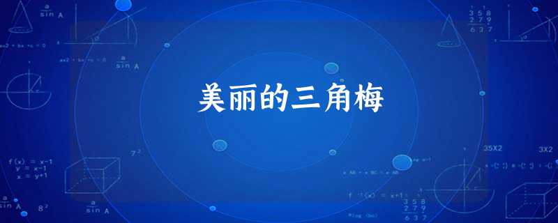 美丽的三角梅 美丽的三角梅