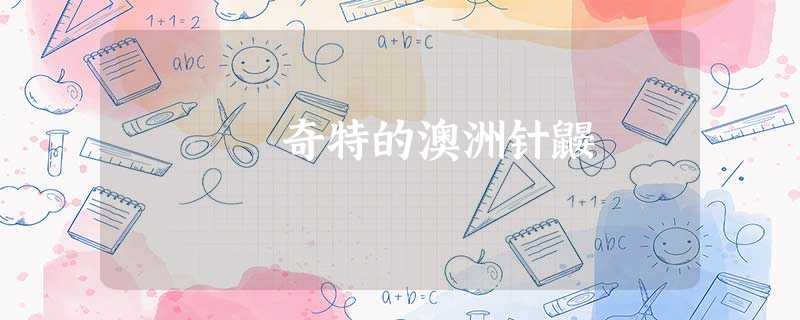 奇特的澳洲针鼹 奇特的澳洲针鼹