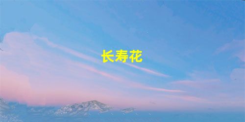长寿花 长寿花