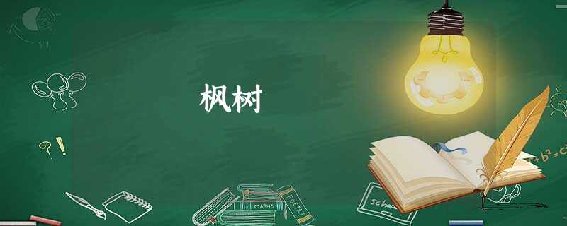 枫树 枫树