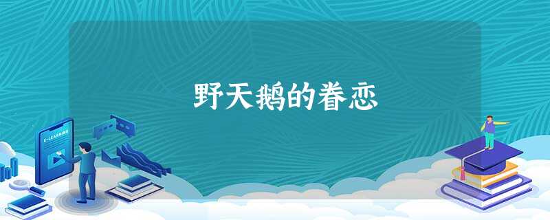 野天鹅的眷恋 野天鹅的眷恋