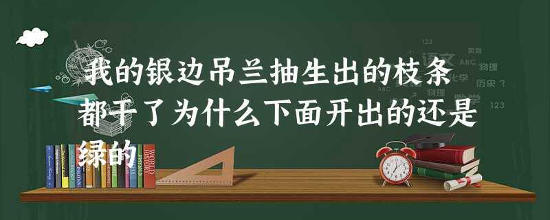 我的银边吊兰抽生出的枝条都干了为什么下面开出的还是绿的 我的银边吊兰抽生出的枝条都干了为什么下面开出的还是绿的