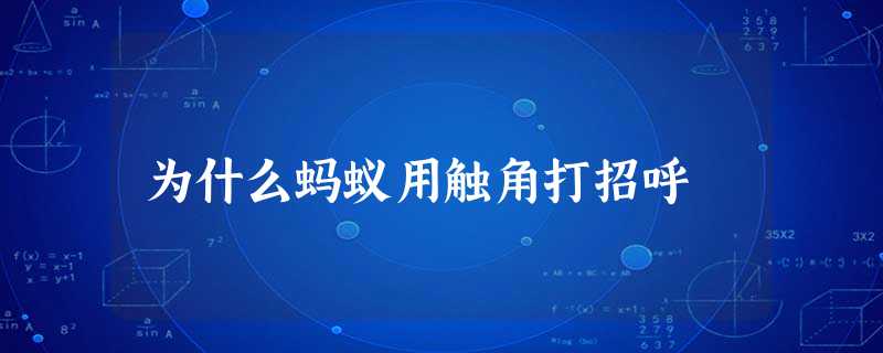 为什么蚂蚁用触角打招呼 为什么蚂蚁用触角打招呼