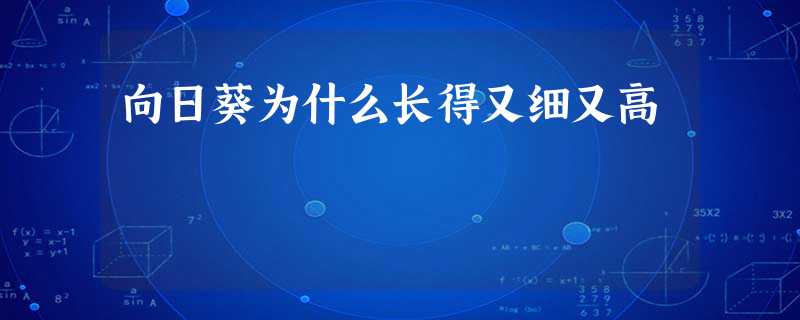 向日葵为什么长得又细又高 向日葵为什么长得又细又高