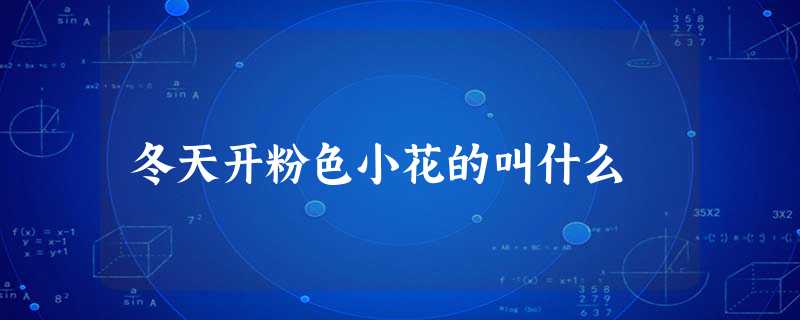 冬天开粉色小花的叫什么 冬天开粉色小花的叫什么
