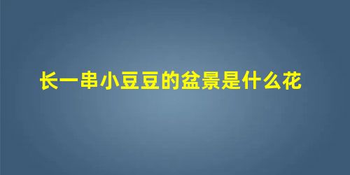 长一串小豆豆的盆景是什么花 长一串小豆豆的盆景是什么花