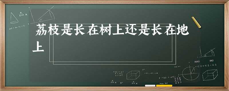 荔枝是长在树上还是长在地上 荔枝是长在树上还是长在地上