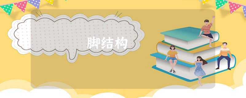 脚结构 脚结构