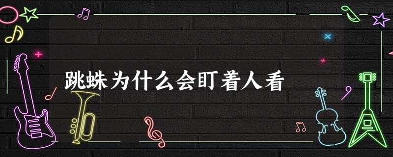 跳蛛为什么会盯着人看 跳蛛为什么会盯着人看