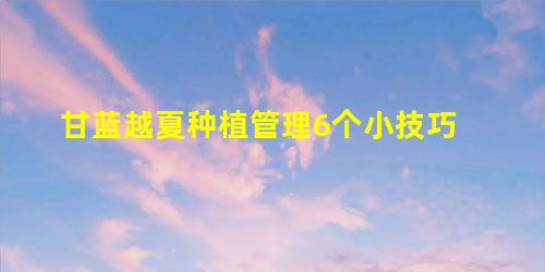 甘蓝越夏种植管理6个小技巧 甘蓝越夏种植管理6个小技巧