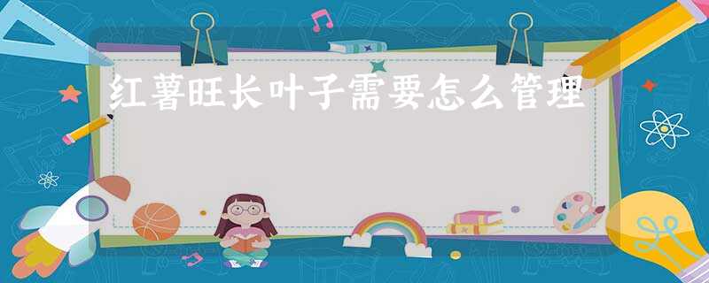 红薯旺长叶子需要怎么管理 红薯旺长叶子需要怎么管理