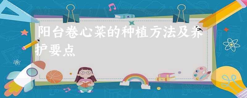 阳台卷心菜的种植方法及养护要点 阳台卷心菜的种植方法及养护要点
