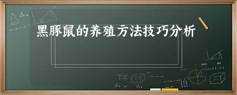 黑豚鼠的养殖方法技巧分析 黑豚鼠的养殖方法技巧分析