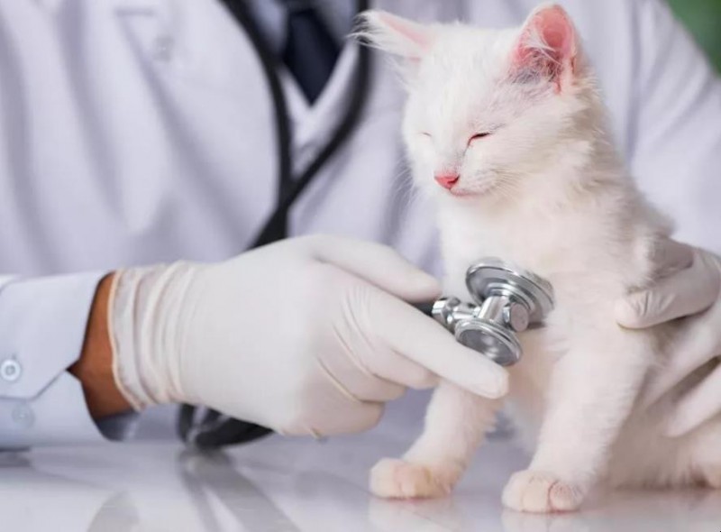 猫咪打疫苗后的反应有哪些