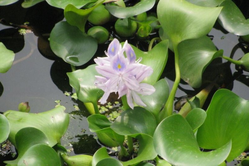 水葫芦叶子为什么干枯