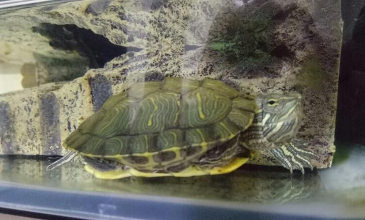 巴西龟最大能长多大