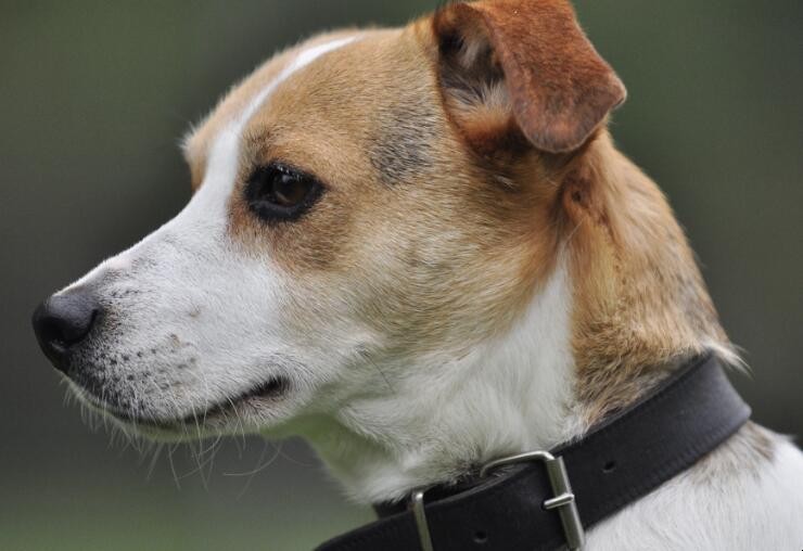 打了狂犬疫苗后感冒怎么办