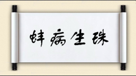 蚌病生珠图片