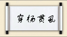 穿杨贯虱图片