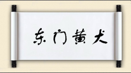 东门黄犬图片