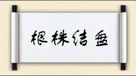 根株结盘图片