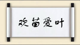 欢苗爱叶图片