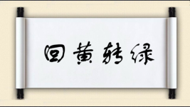 回黄转绿图片