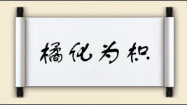 橘化为枳图片