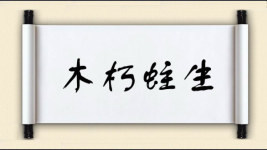 木朽蛀生图片