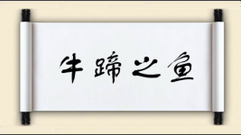 牛蹄之鱼图片