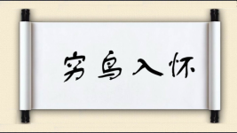 穷鸟入怀图片