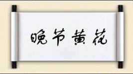 晚节黄花图片