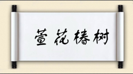 萱花椿树图片