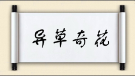 异草奇花图片