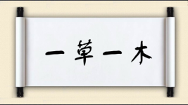 一草一木图片