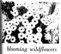 Each spring brings a new wildflower blooming in the fields along the highway I t Each spring brings a new wildflower blooming in the fields along the highway I t