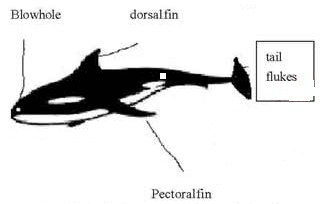Reading comprehension. 1. According to Quick Facts, a humpback wha Reading comprehension. 1. According to Quick Facts, a humpback wha