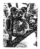 The koala, one of Australia’s most treasured creatures, is in trouble. Affected The koala, one of Australia’s most treasured creatures, is in trouble. Affected