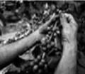 The price of coffee beans hits a 12 – year high today. I thought there might be The price of coffee beans hits a 12 – year high today. I thought there might be