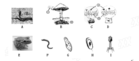 如图为几种生物的结构示意图,据图回答:动物A、E和动物F相比较,主要区别是。动物A、E、F的呼吸器官分别是。属于单细胞生物的是。生物B与 如图为几种生物的结构示意图,据图回答:动物A、E和动物F相比较,主要区别是。动物A、E、F的呼吸器官分别是。属于单细胞生物的是。生物B与