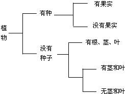 有以下五种植物,它们的特征如图所示,请据图将相关植物的序号填入相应的空格中:A、地钱B、银杏C、肾蕨D、海带E、水稻有果实______,没有果实______,有 魔方格