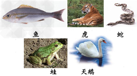 认真观察下列图片和图表,并回答问题;图中的A、B、C、D、E分别是哪些动物?A_______,B________,C_ 认真观察下列图片和图表,并回答问题;图中的A、B、C、D、E分别是哪些动物?A_______,B________,C_