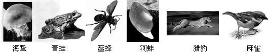 下图六种动物,请根据索引鉴别,并回答问题:根据动物体内有无________,可将动物分为脊椎动物和无脊椎动物两大类。图中①所代表的动 下图六种动物,请根据索引鉴别,并回答问题:根据动物体内有无________,可将动物分为脊椎动物和无脊椎动物两大类。图中①所代表的动