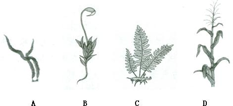 请仔细识别如图中的各类植物,分析判定:图A代表的植物属于______植物,图B代表的植物属于______植物.图C代表的植物属于______植物.通 魔方格